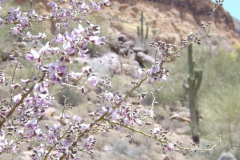 Bulldog Canyon | AZoffroading.com