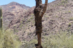 Bulldog Canyon | AZoffroading.com