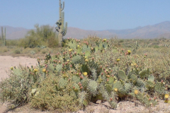 Four Peaks | AZoffroading.com