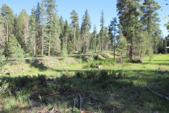 Hannagan Meadow Campground | AZoffroading.com