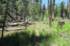 Hannagan Meadow Campground | AZoffroading.com