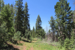 Hannagan Meadow Campground | AZoffroading.com