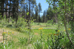 Hannagan Meadow Campground | AZoffroading.com