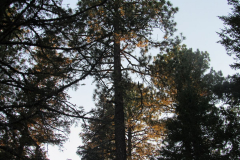 Hannagan Meadow Campground | AZoffroading.com