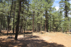 Hawley Lake Campground | AZoffroading.com