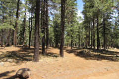 Hawley Lake Campground | AZoffroading.com