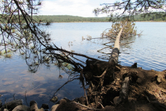 Hawley Lake Campground | AZoffroading.com