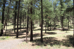 Horse Springs Campground | AZoffroading.com