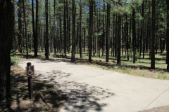 Horse Springs Campground | AZoffroading.com
