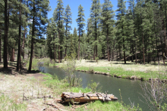 Horse Springs Campground | AZoffroading.com
