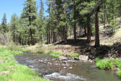 Horse Springs Campground | AZoffroading.com