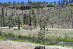 Horse Springs Campground | AZoffroading.com
