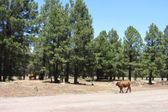 Horseshoe Cienega Lake Campground | AZoffroading.com