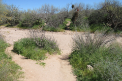 Massacre Grounds Trail | AZoffroading.com