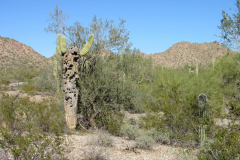 Moonlight Trail / San Tan Trail | AZoffroading.com