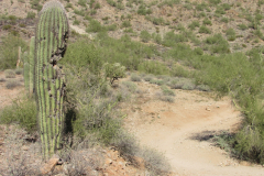 Moonlight Trail / San Tan Trail | AZoffroading.com